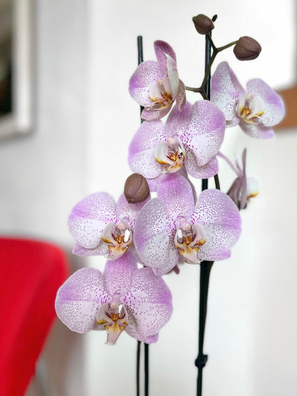 Orquídea Grande Lila Splash