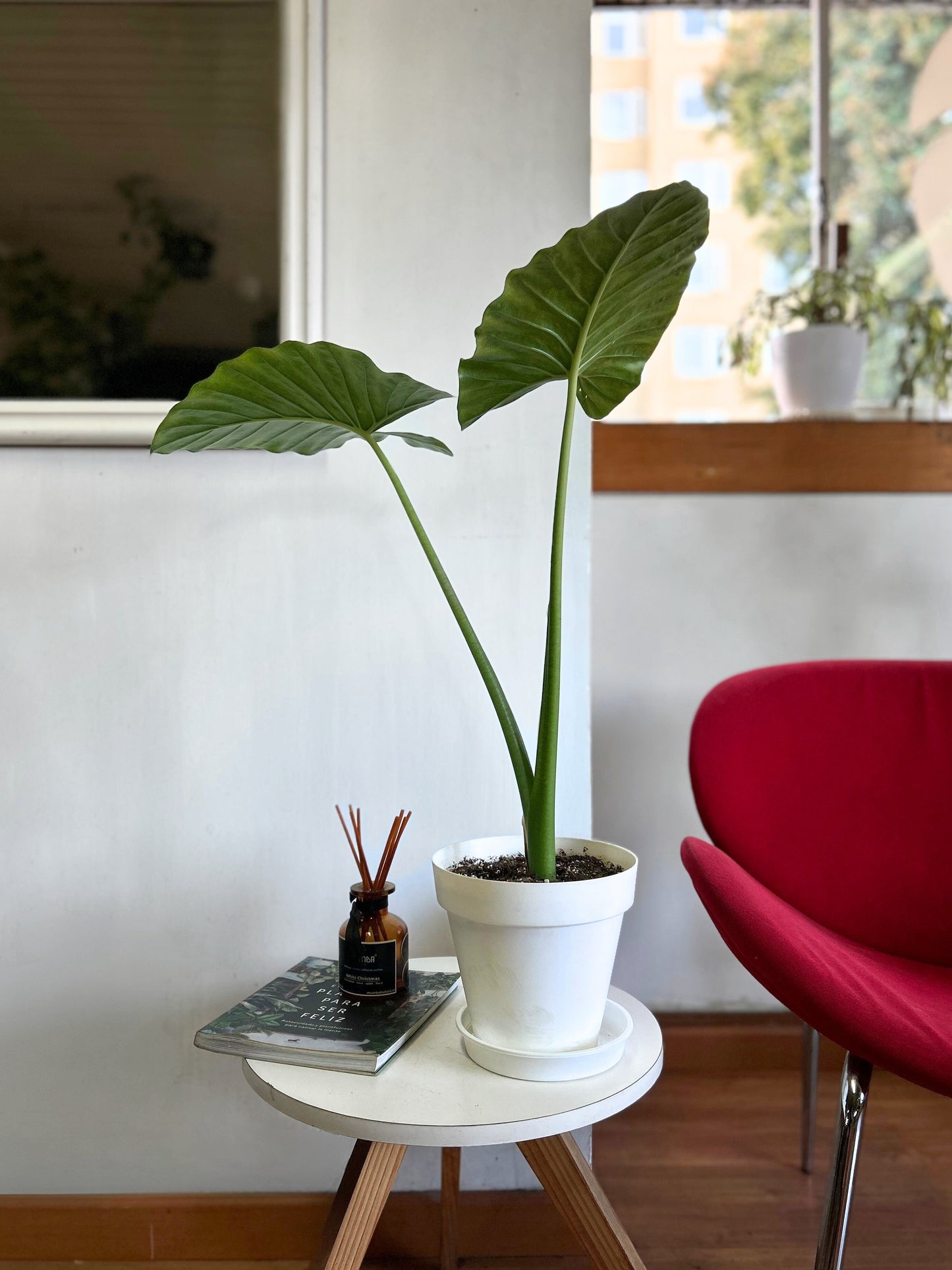 Alocasia Macrorrhiza - Manto De Eva S