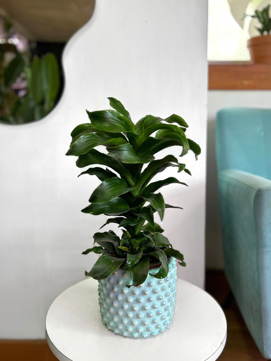 Dracaena Fragans Compacta