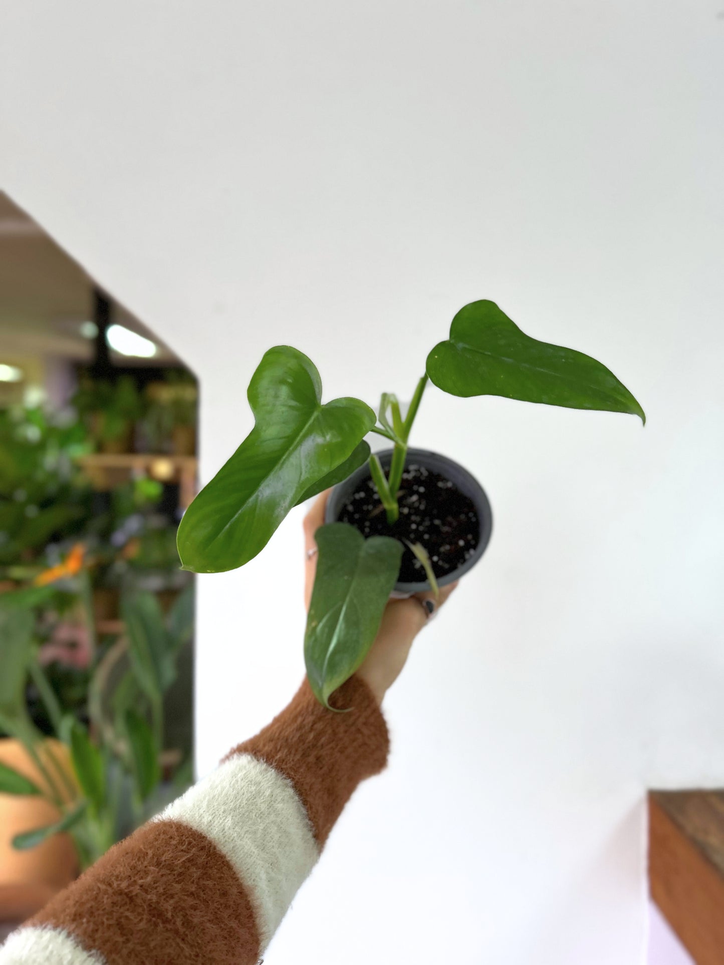 Filodendro Panduriforme XS