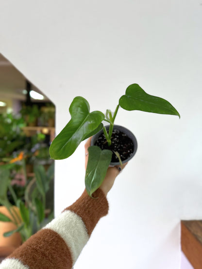 Filodendro Panduriforme XS