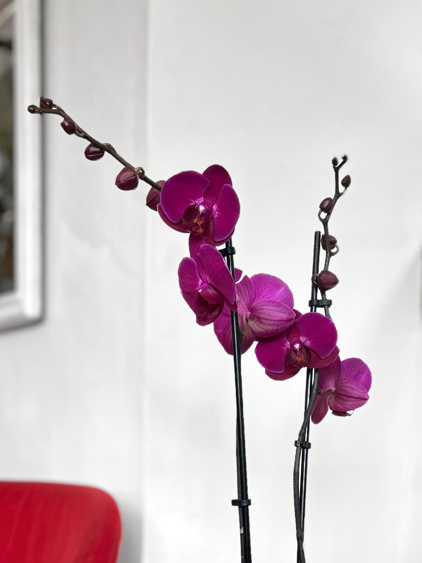 Orquídea Grande Burdeo Merlot