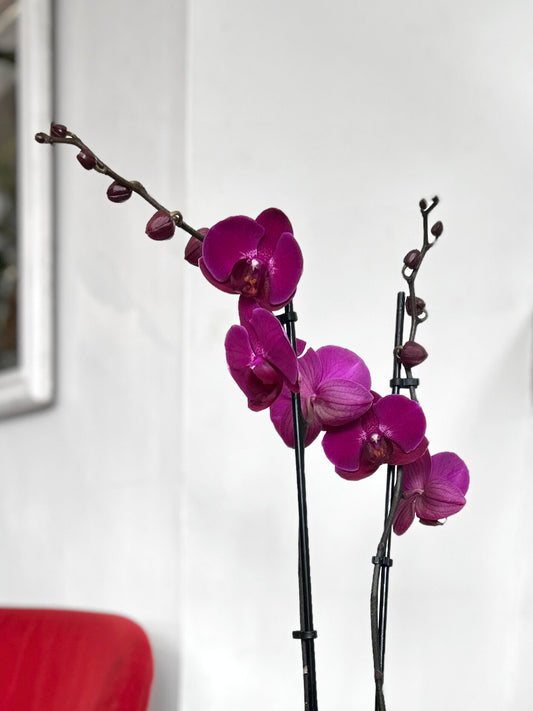 Orquídea Grande Burdeo Merlot