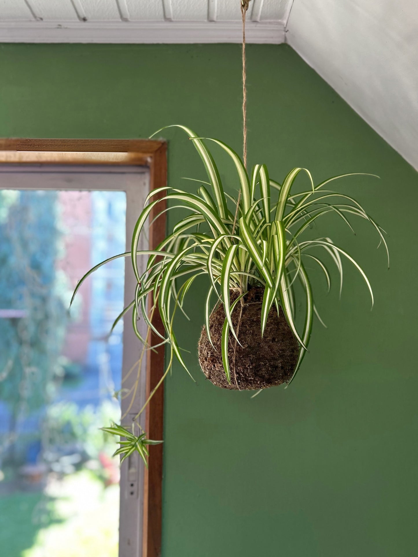 Planta Cinta en Kokedama