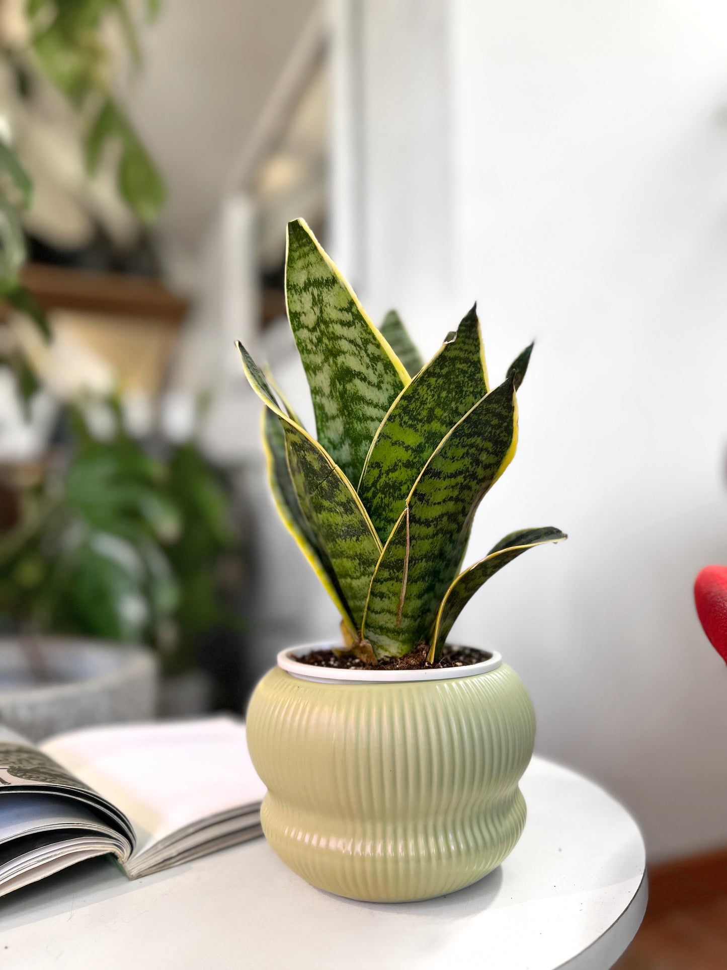 Sansevieria Compacta  Laurentii