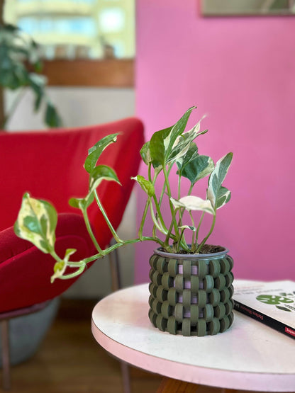 Potus Pearl & Jade S