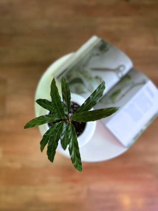 Calathea Rubifarda