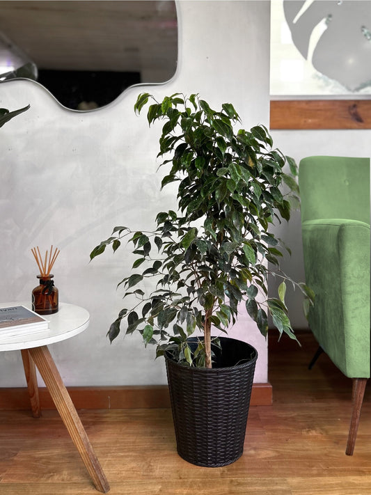 Ficus Benjamina M