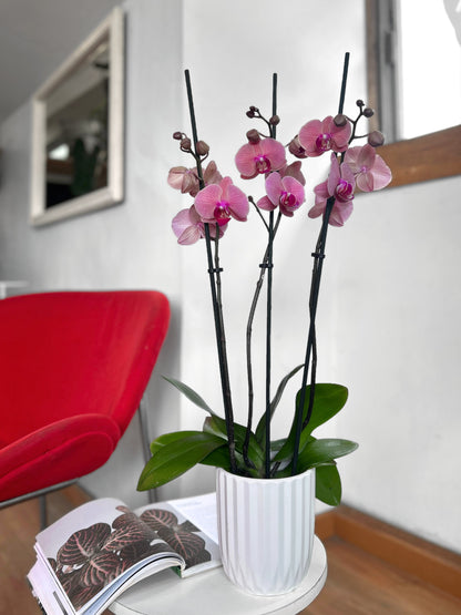 Orquídea Grande Rosa Chicle