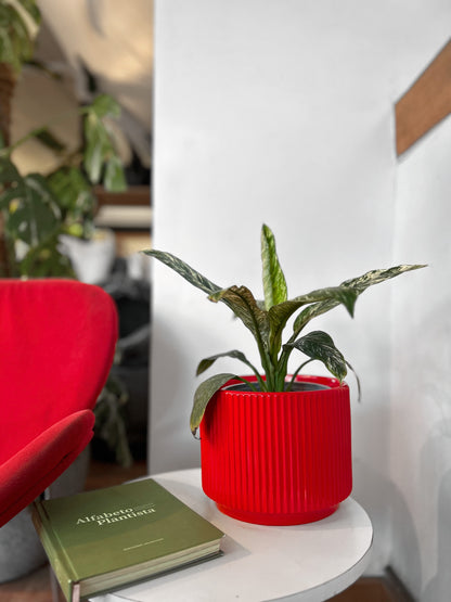 Spatiphyllum  Variegado M