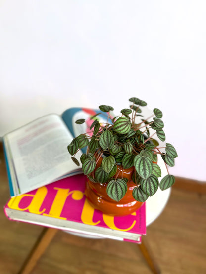 Peperomia Piccolo Banda