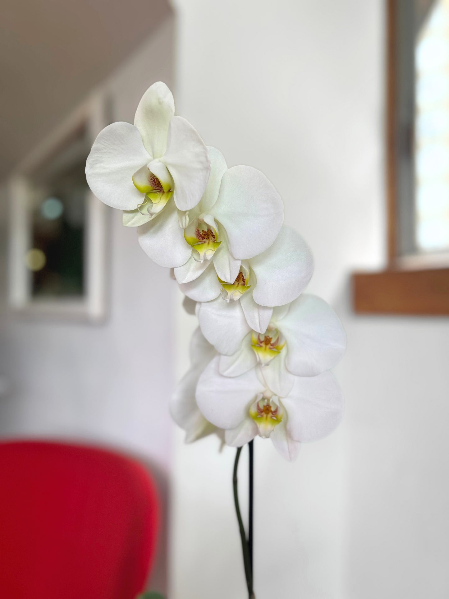 Orquídea Grande Blanca Aurora