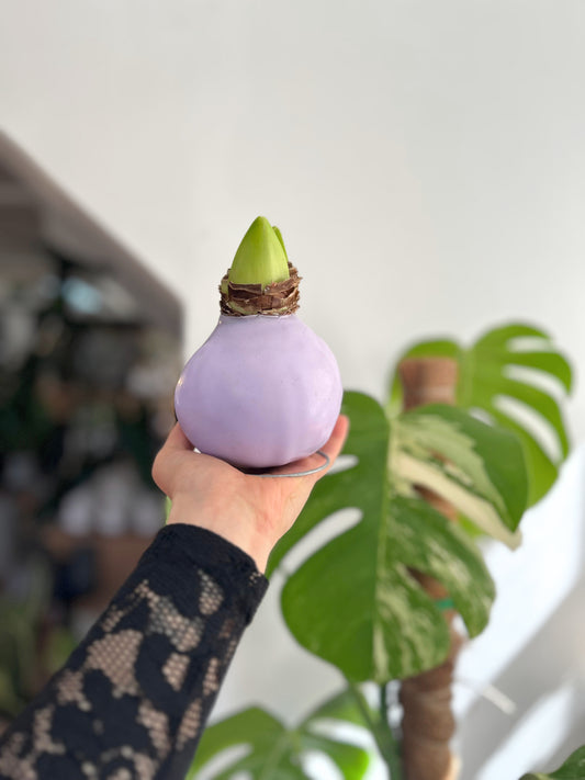 Amaryllis Wax Cherry Blossom - cera lila