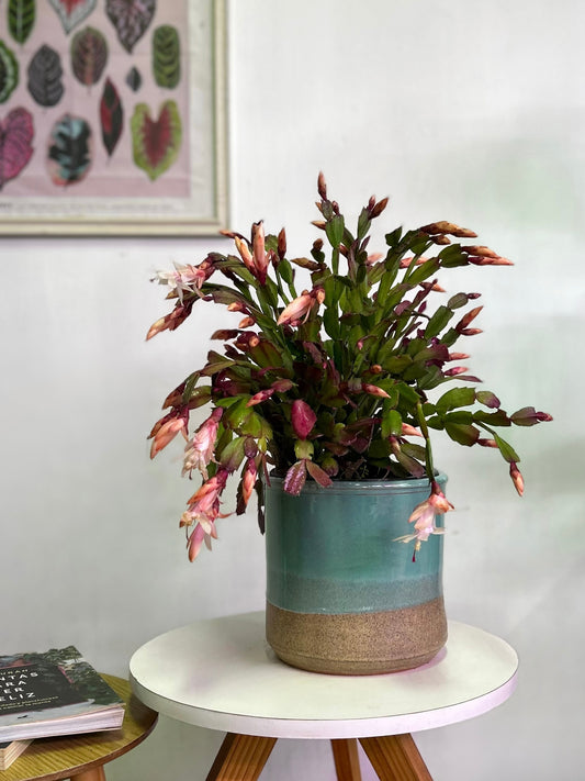 Cactus Schlumbergera o Pata de Jaiba L