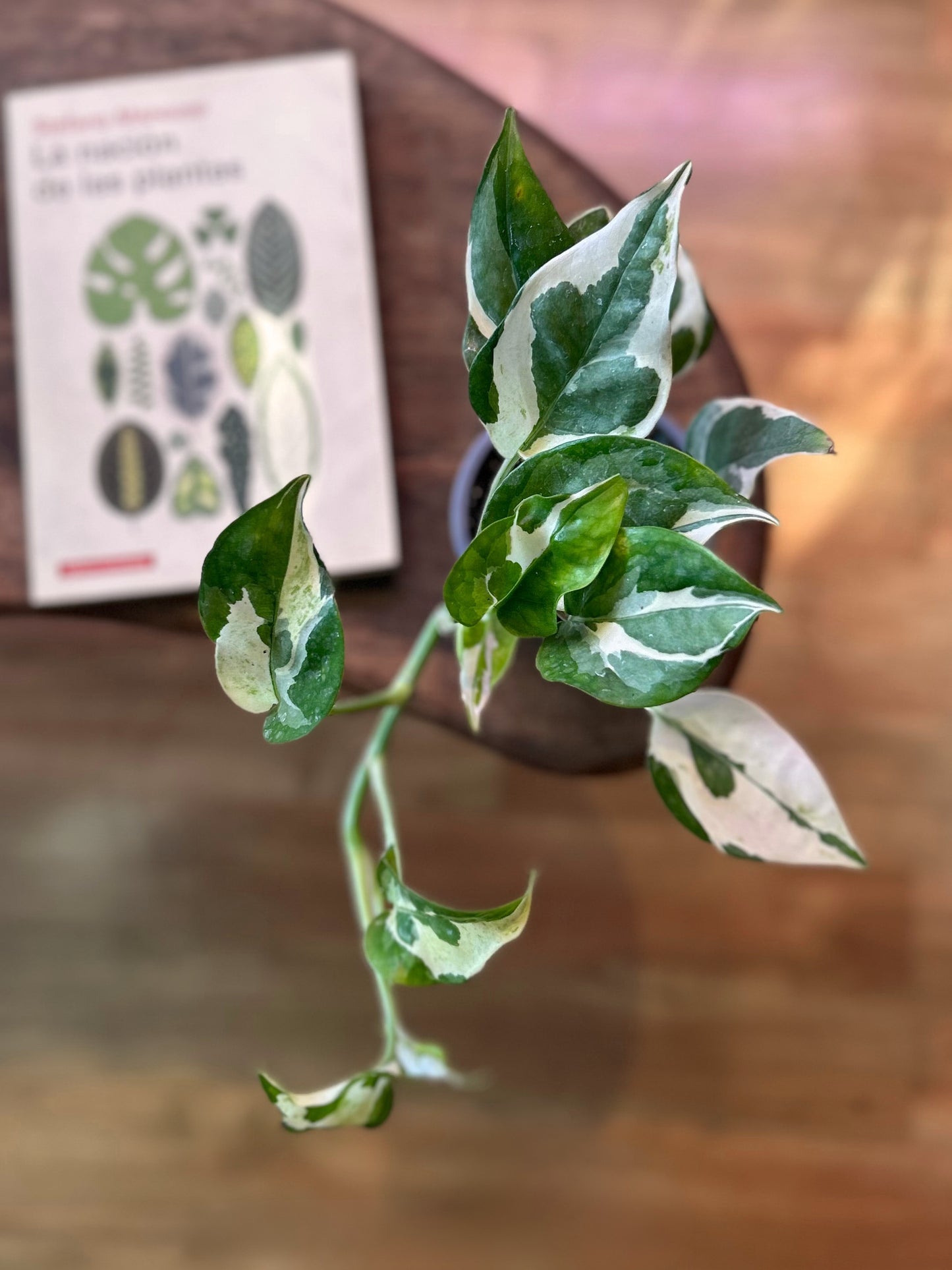 Potus Pearl & Jade S