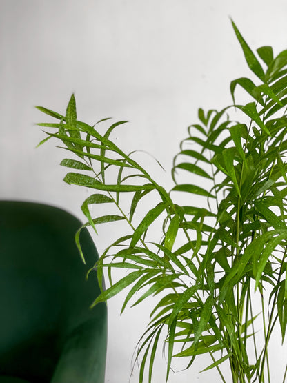 Palmera Chamaedorea M