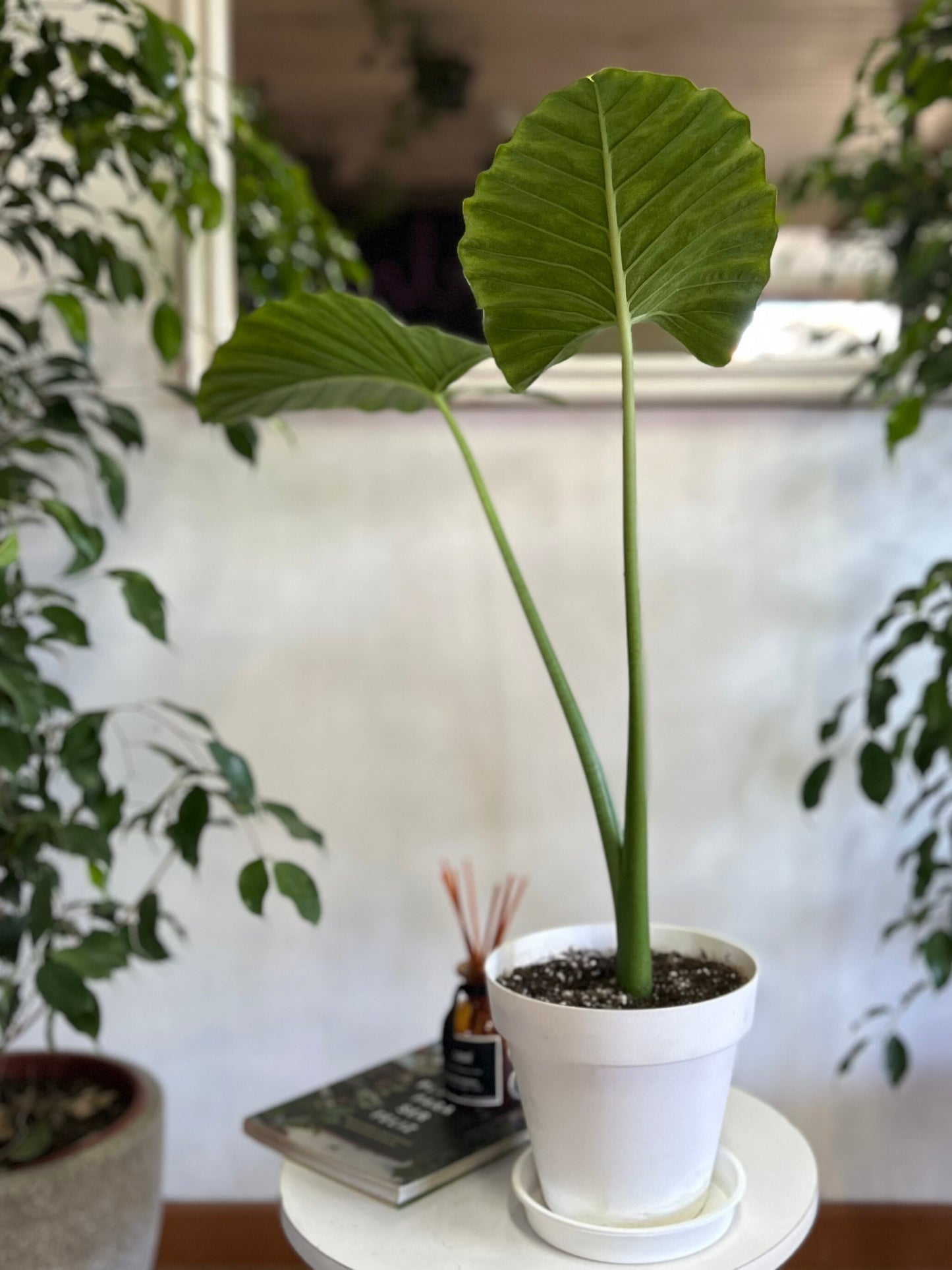 Alocasia Macrorrhiza - Manto De Eva S