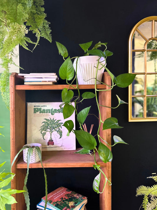 Potus Jade o Epipremnum Aureum Jade L