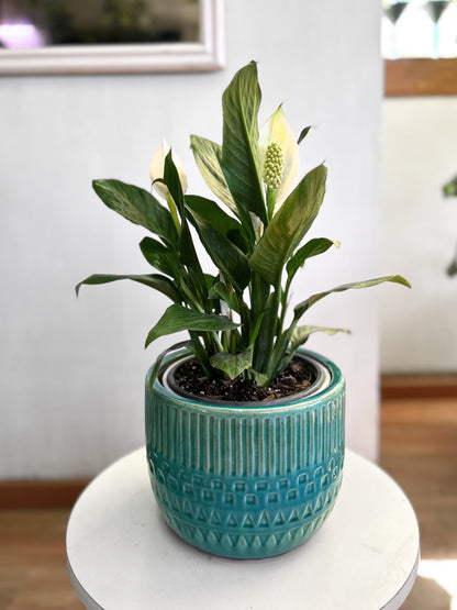 Spathiphyllum Bingo Cupido