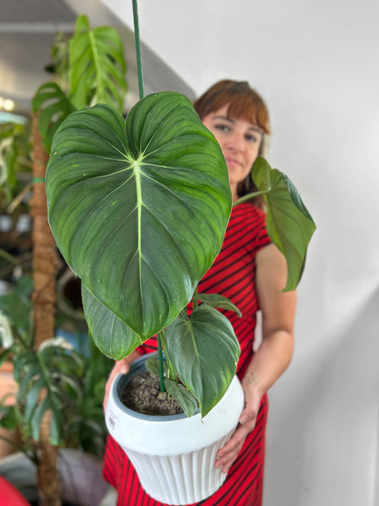 Filodendro Mc Dowell L