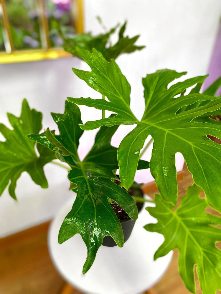 philodendron paraguayo Filodendro Paraguayo M – Florantinas