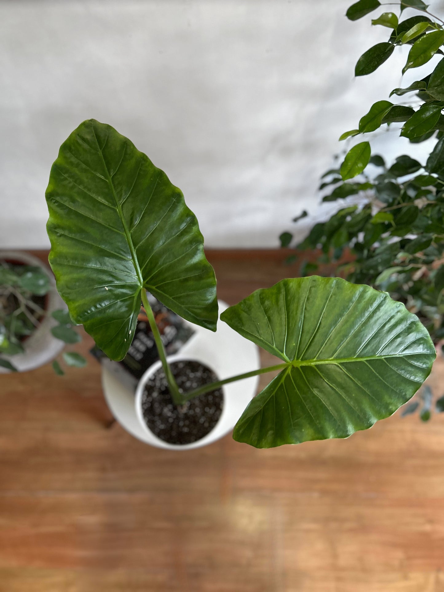 Alocasia Macrorrhiza - Manto De Eva S