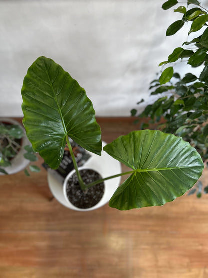 Alocasia Macrorrhiza - Manto De Eva S