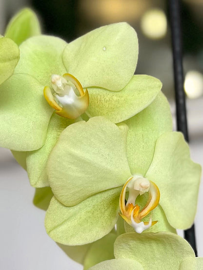 Orquídea Grande Lemon Lime