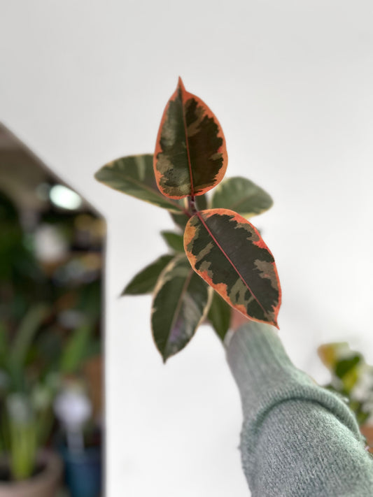 Ficus Elástica Tineke