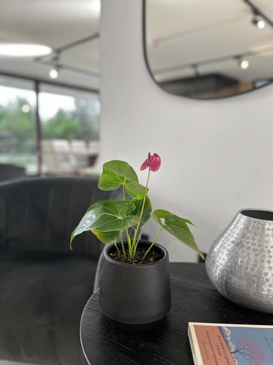 Anthurium Andreanum Morado en macetero negro