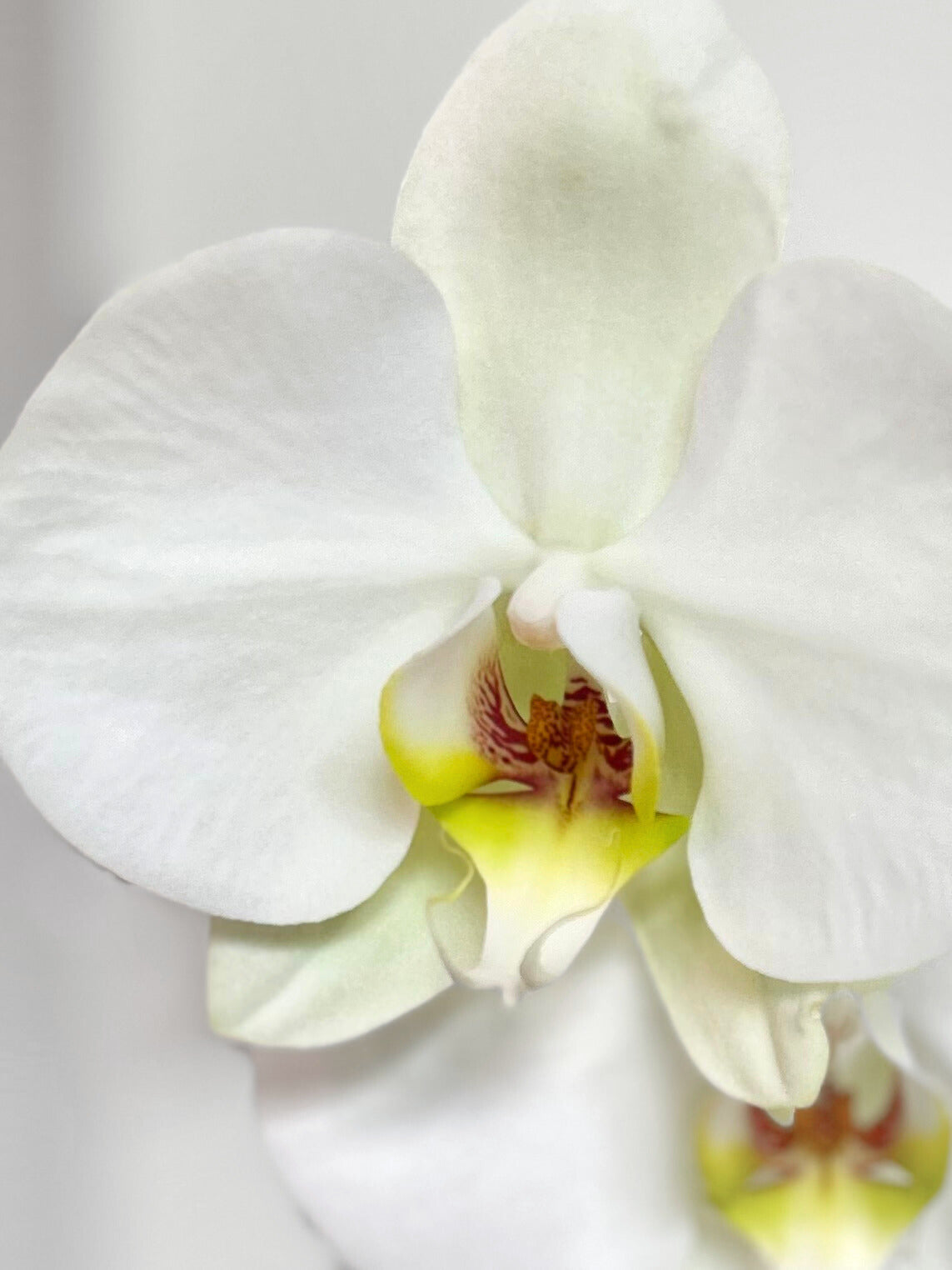 Orquídea Grande Blanca Aurora
