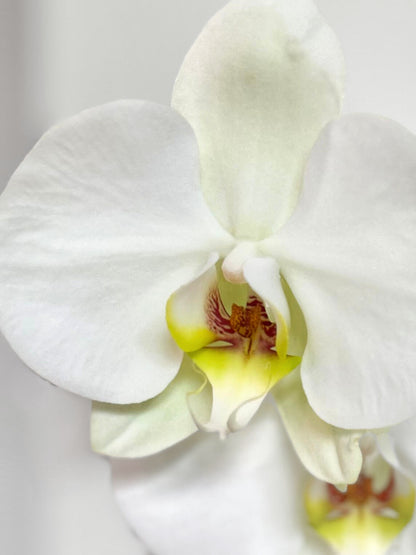 Orquídea Grande Blanca Aurora