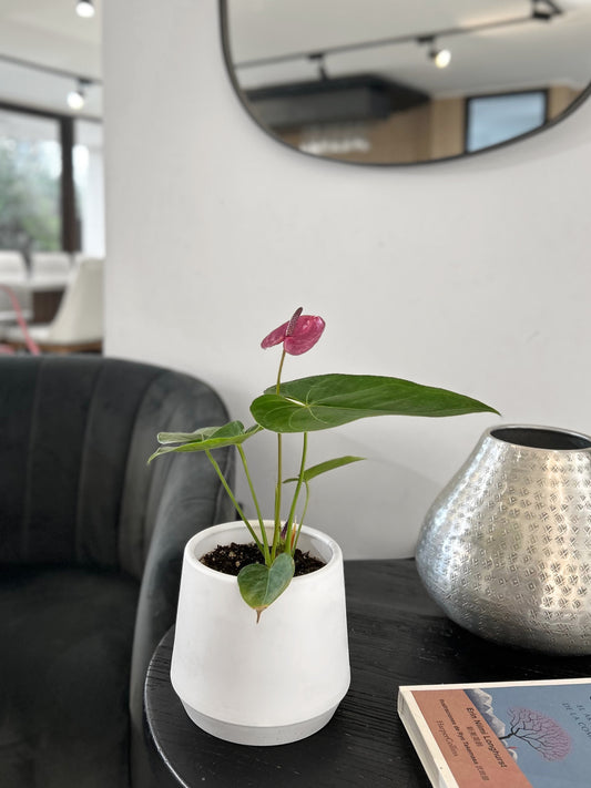 Anthurium Andreanum Morado en macetero blanco