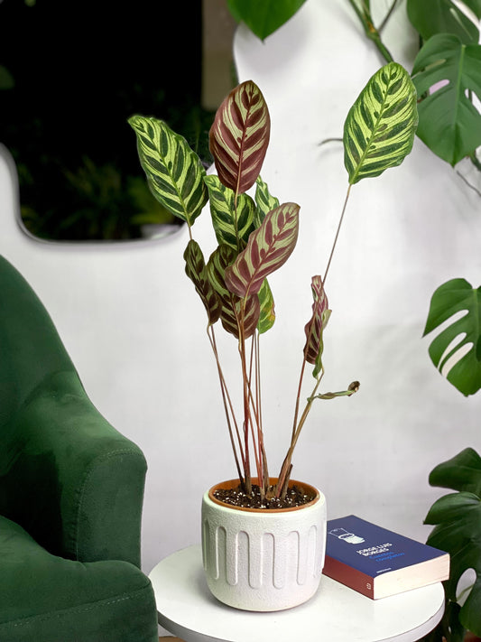 Calathea Makoyana