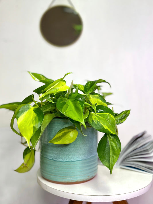 Filodendro Cordatum Brasil planta colgante de interior con hojas en forma de corazón con variegación verde y amarillo