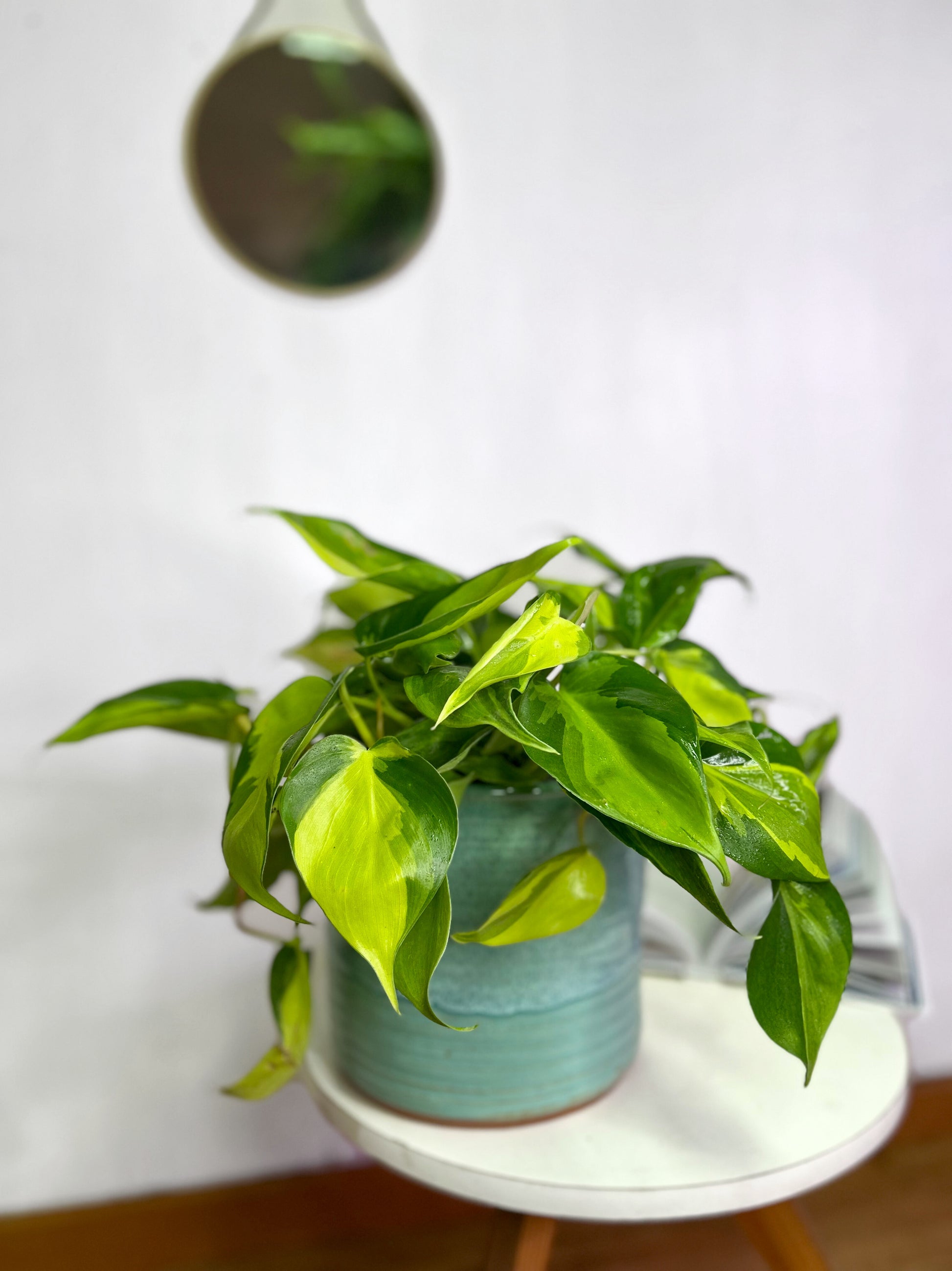 Filodendro Cordatum Brasil planta colgante de interior con hojas en forma de corazón con variegación verde y amarillo