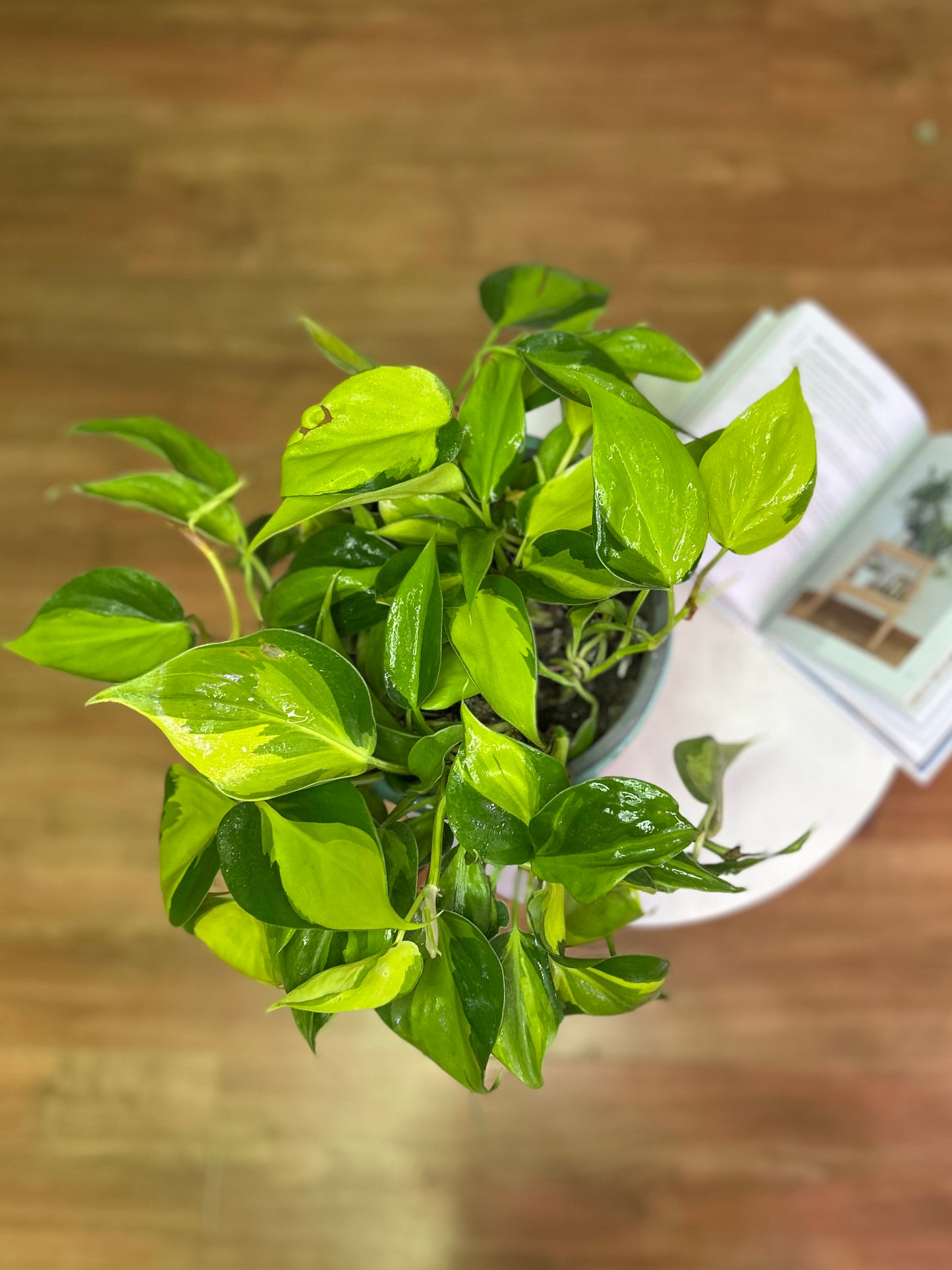 Filodendro Cordatum Brasil planta colgante de interior con hojas en forma de corazón con variegación verde y amarillo