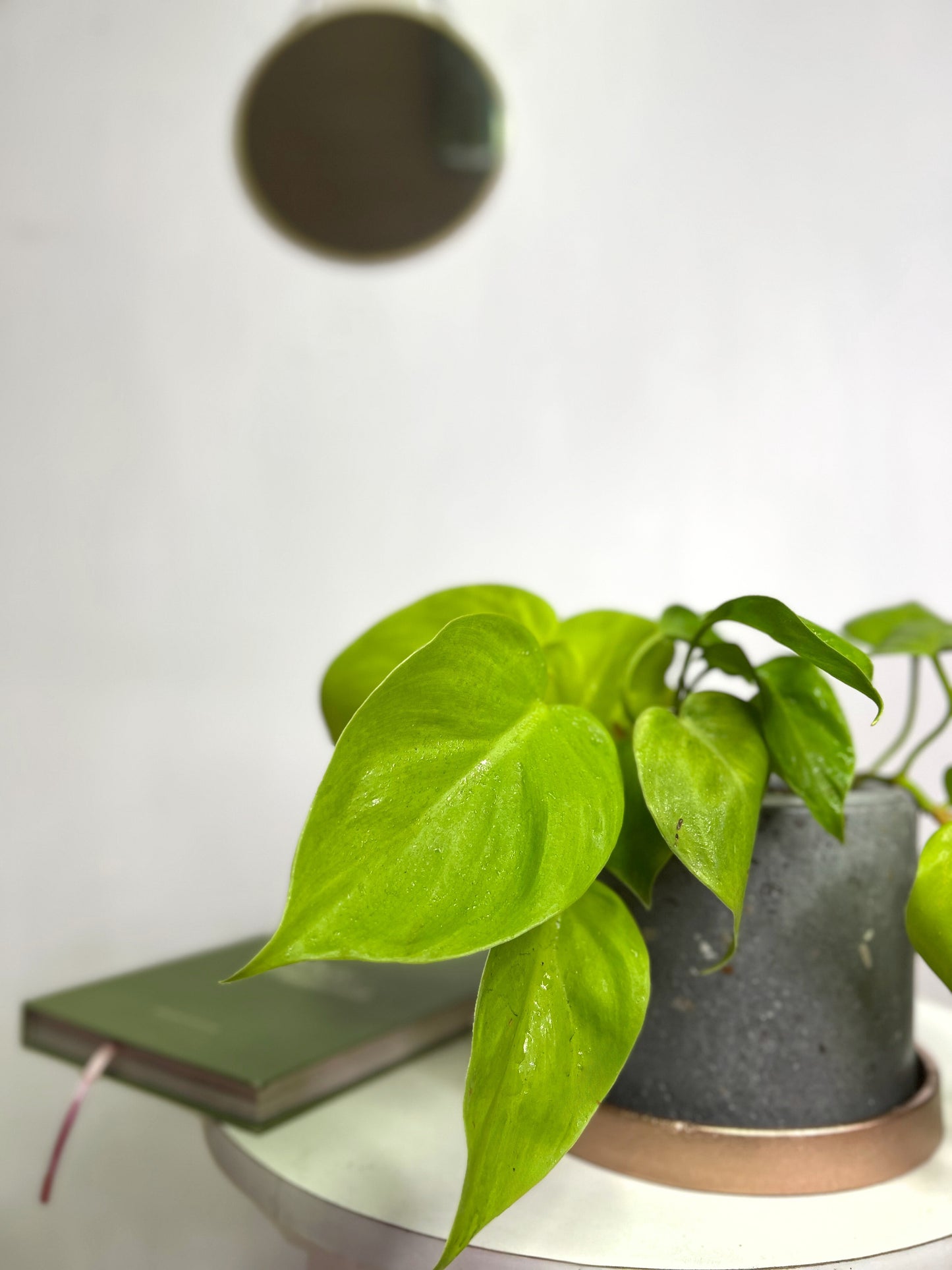 Filodendro Cordatum Lemon planta colgante tropical con hojas corazón color verde limón, ideal para interiores luminosos y decoración botánica