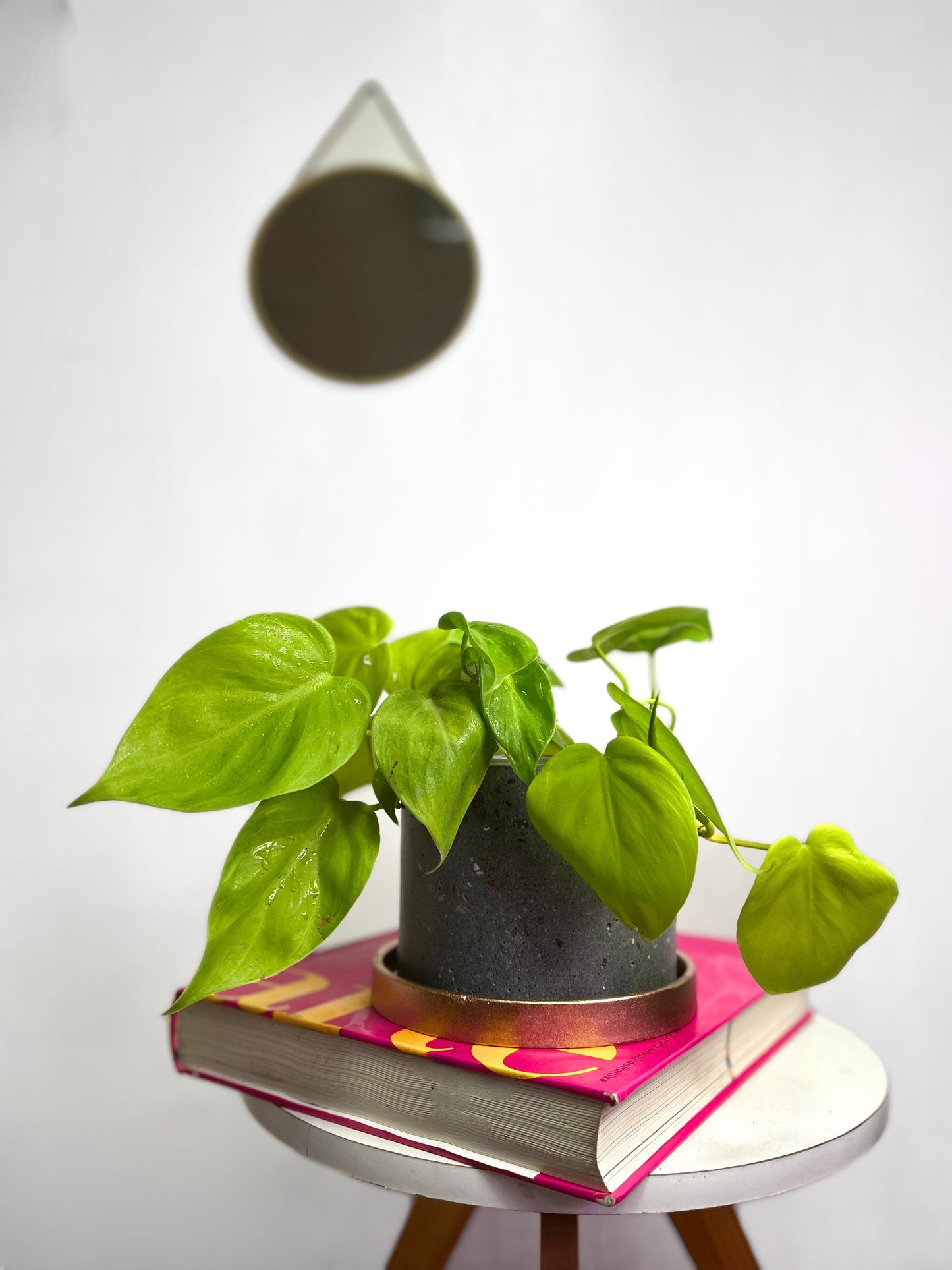 Filodendro Cordatum Lemon planta colgante tropical con hojas corazón color verde limón, ideal para interiores luminosos y decoración botánica