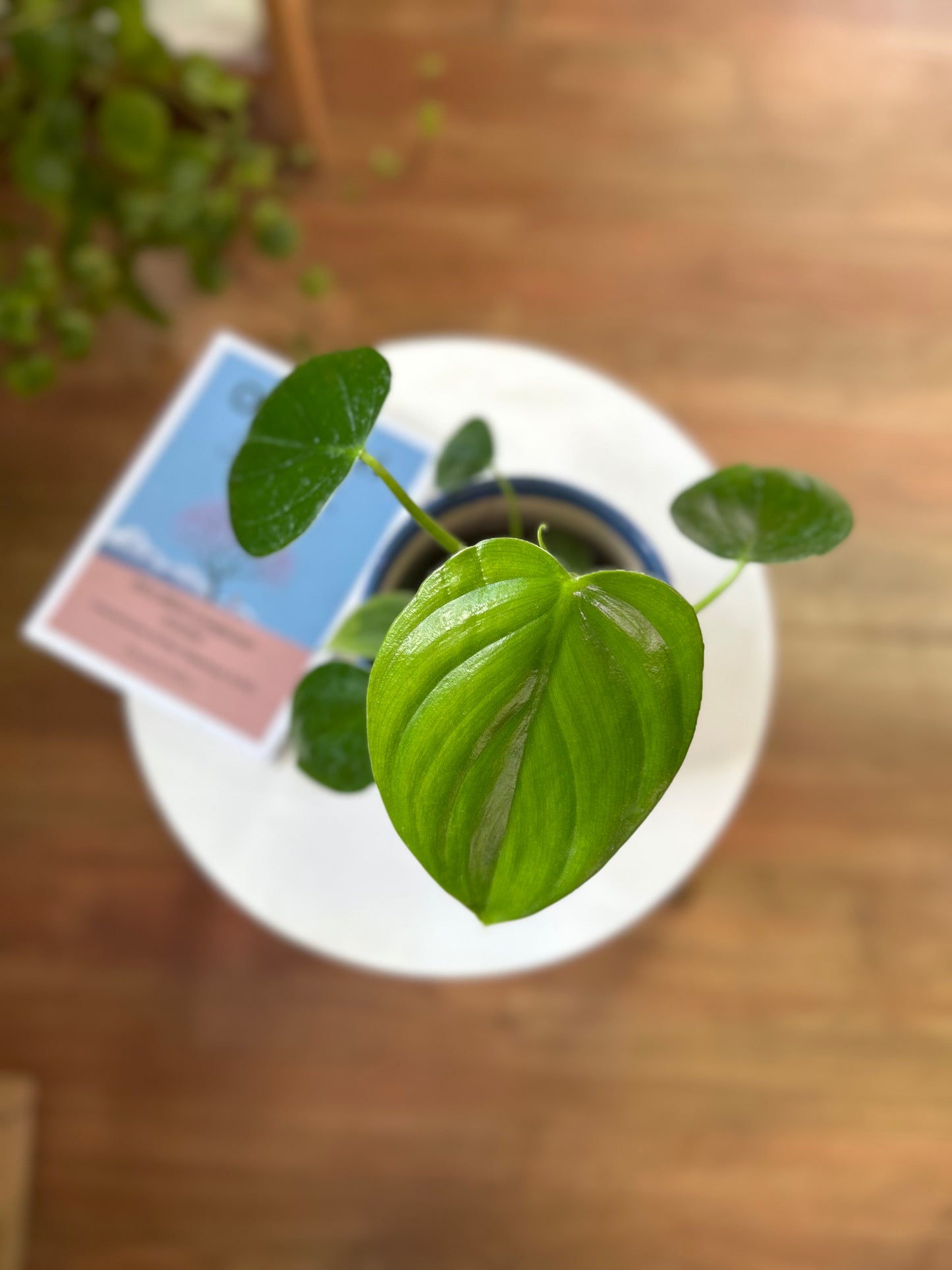 Filodendro pittieri planta exótica de interior con hojas largas y brillantes de textura acanalada, ideal para espacios decorativos luminosos