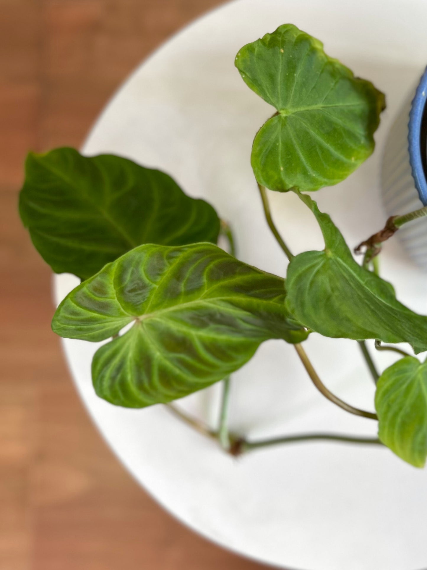 Filodendro verrucosum planta tropical con hojas aterciopeladas en forma de corazón y venas marcadas, en macetero de interior