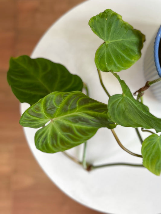 Filodendro verrucosum planta tropical con hojas aterciopeladas en forma de corazón y venas marcadas, en macetero de interior