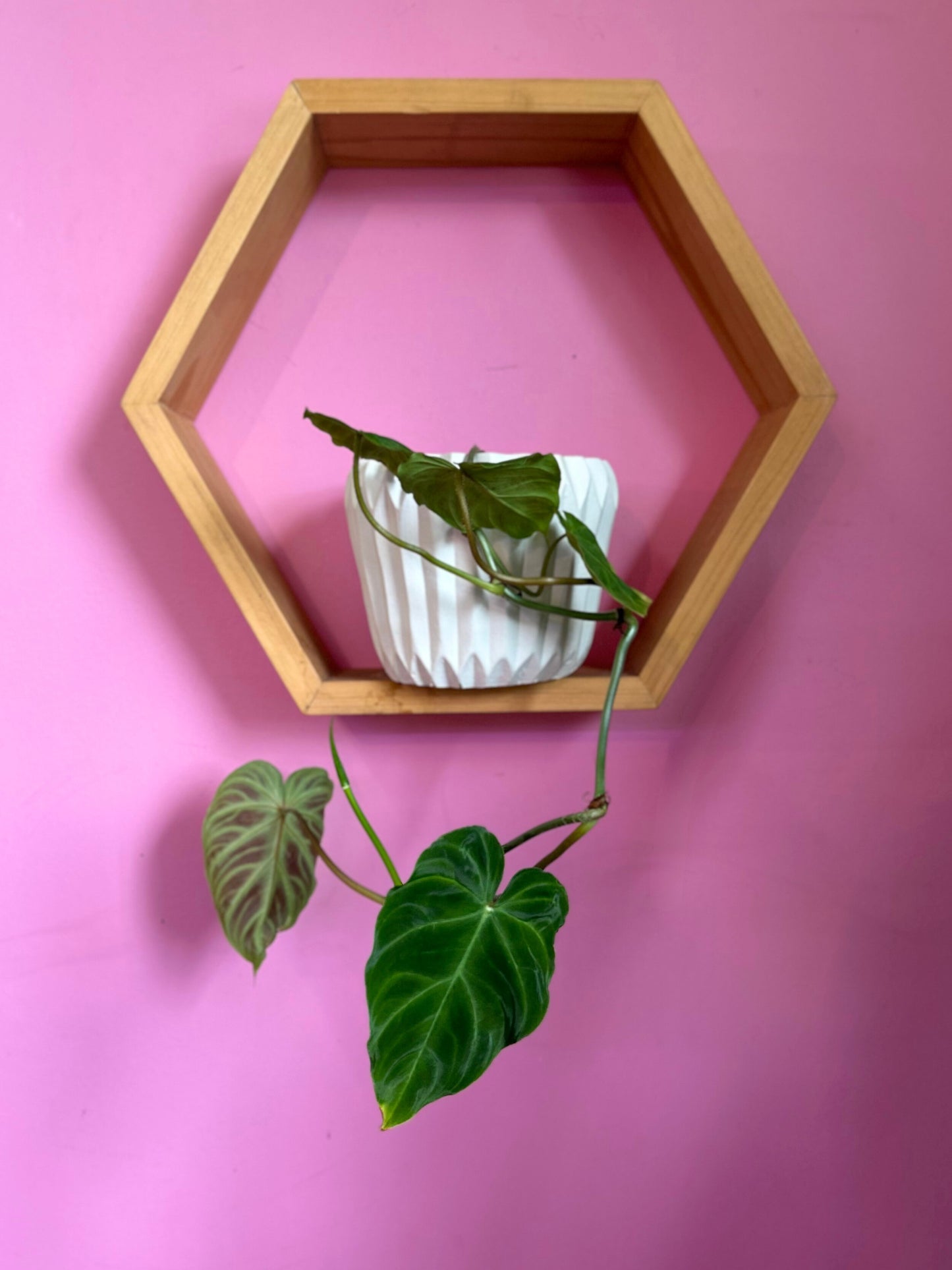 Filodendro verrucosum planta tropical con hojas aterciopeladas en forma de corazón y venas marcadas, en macetero de interior