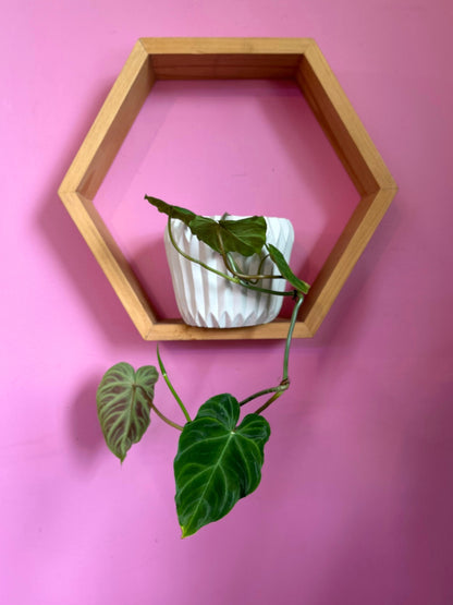 Filodendro verrucosum planta tropical con hojas aterciopeladas en forma de corazón y venas marcadas, en macetero de interior