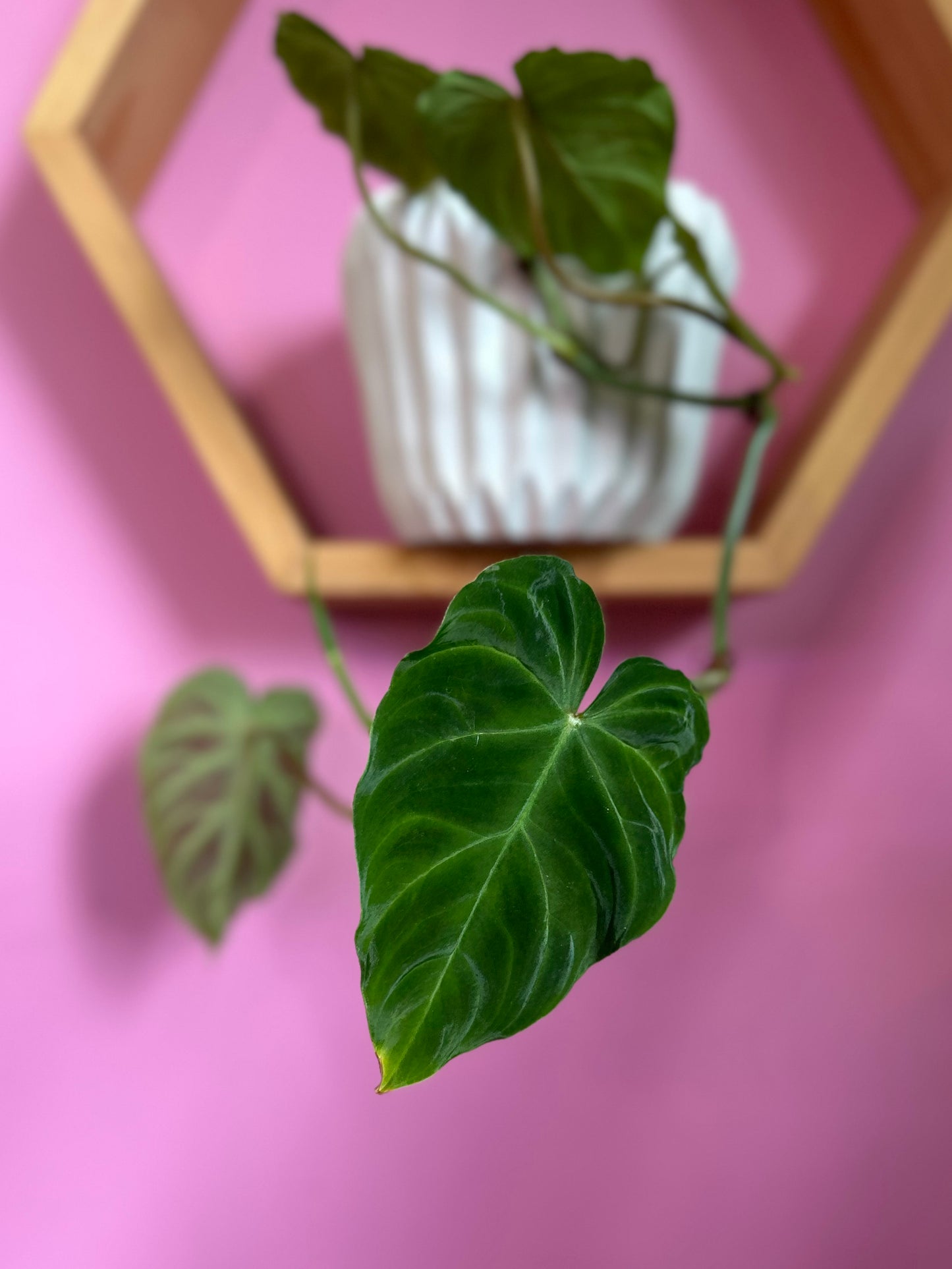 Filodendro verrucosum planta tropical con hojas aterciopeladas en forma de corazón y venas marcadas, en macetero de interior