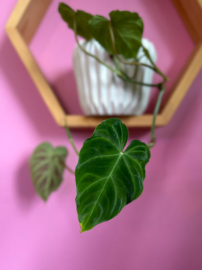 Filodendro verrucosum planta tropical con hojas aterciopeladas en forma de corazón y venas marcadas, en macetero de interior