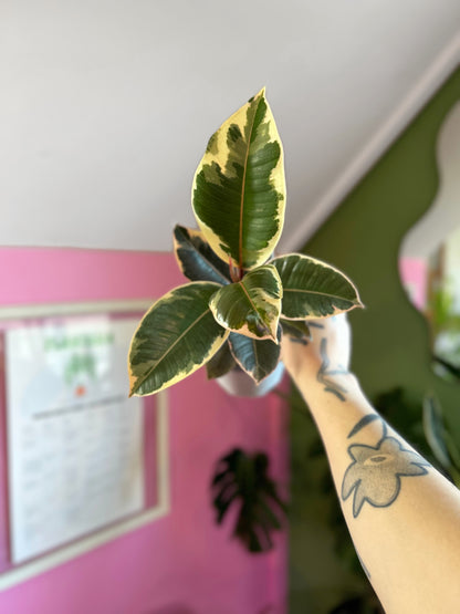 Gomero Tineke planta resistente con hojas variegadas en verde, crema y rosado, ideal para interiores luminosos y decoración moderna