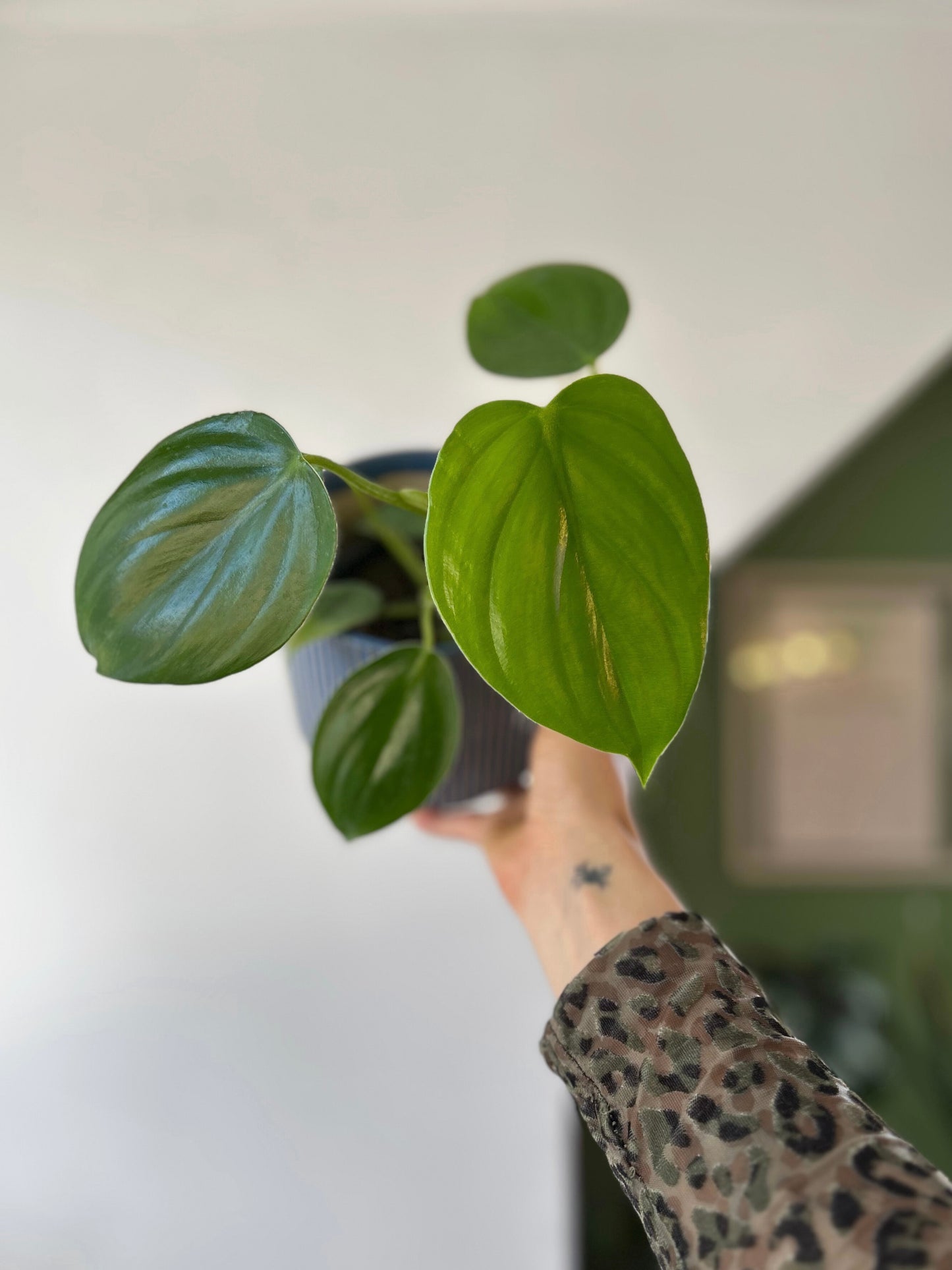 Filodendro pittieri planta exótica de interior con hojas largas y brillantes de textura acanalada, ideal para espacios decorativos luminosos