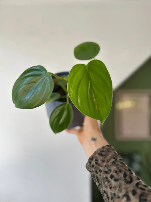 Filodendro pittieri planta exótica de interior con hojas largas y brillantes de textura acanalada, ideal para espacios decorativos luminosos