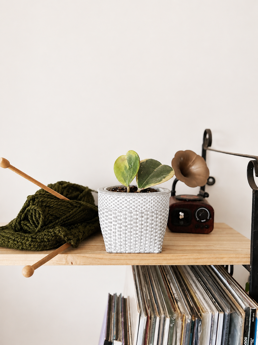 Macetero de cerámica para plantas de interior tropicales y decoración botánica.